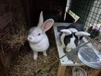 Leuk koppel: Duitse reus en Hollander, Dieren en Toebehoren, Konijnen, Meerdere dieren, Groot, 0 tot 2 jaar