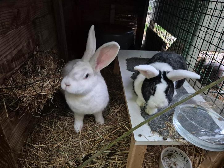Leuk koppel: Duitse reus en Hollander, Dieren en Toebehoren, Konijnen, Groot, Meerdere dieren, 0 tot 2 jaar