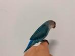 Tamme agapornis rosellicus geringd 2025, Dieren en Toebehoren, Mannelijk, Dwergpapegaai of Agapornis, Geringd