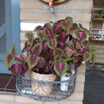 Coleus/ siernetel  kamerplanten, Ophalen, Overige soorten, In pot, Minder dan 100 cm