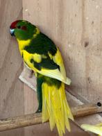 Kakariki geringd ontwormd ook koppels, Dieren en Toebehoren, Vogels | Parkieten en Papegaaien, Meerdere dieren, Parkiet, Geringd