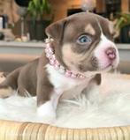 Chocolate tricolor American Bully Pups, Dieren en Toebehoren, Honden | Bulldogs, Pinschers en Molossers, België, Particulier, Rabiës (hondsdolheid)