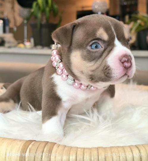 Chocolate tricolor American Bully Pups, Dieren en Toebehoren, Honden | Bulldogs, Pinschers en Molossers, Meerdere dieren, Overige rassen