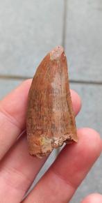 Carcharodontosaurus tand uit Marokko dinosaurus fossiel, Verzamelen, Mineralen en Fossielen, Ophalen of Verzenden, Fossiel