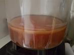 Kombucha zwam scoby 14cm doosnede + 100ml kombucha, Ophalen
