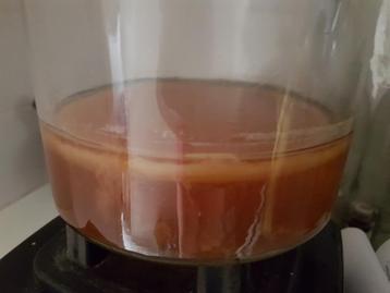 Kombucha zwam scoby 14cm doosnede + 100ml kombucha  beschikbaar voor biedingen