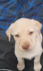 Labrador, België, Particulier, 8 tot 15 weken, Labrador retriever