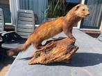 Taxidermide Marter, Ophalen, Gebruikt