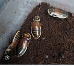 Lucihormetica verrucosa/ Glowspot roaches /kakkerlak, Overige soorten