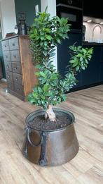 Bonsaiboom in mooie oude koperen pot, Bloeit niet, Halfschaduw, Overige soorten, 100 tot 250 cm