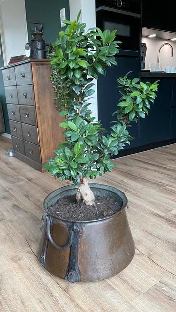 Bonsaiboom in mooie oude koperen pot beschikbaar voor biedingen