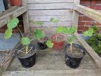 Oostindische kers planten, 4 St., Ophalen, Zomer, Volle zon