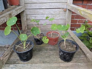 Oostindische kers planten, 4 St. beschikbaar voor biedingen