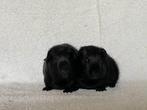 Twee lieve en mooie zwarte cavia broertjes, Juni, Mannelijk, Cavia