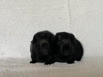 Twee lieve en mooie zwarte cavia broertjes beschikbaar voor biedingen
