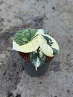 Alocasia Melo albo variegata, Huis en Inrichting, Kamerplanten, Ophalen of Verzenden, Halfschaduw, Minder dan 100 cm
