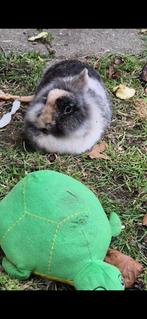 Gratis lief rustig mannetjes konijn, Dieren en Toebehoren, Mannelijk, Klein, 3 tot 5 jaar