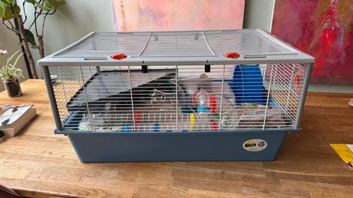 Royaal knaagdier hok, Dieren en Toebehoren, Knaagdieren en Konijnen | Hokken en Kooien, Zo goed als nieuw, Hok, Minder dan 60 cm