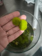 Aqarium planten, Dieren en Toebehoren, Vissen | Aquaria en Toebehoren, Ophalen, Zo goed als nieuw, Plant(en), Steen of Hout