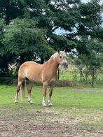 Super lieve mooie haflinger merrie️️, Dieren en Toebehoren, Merrie, Met stamboom, Minder dan 160 cm, 11 jaar of ouder