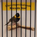 Cubavink man, Dieren en Toebehoren, Mannelijk