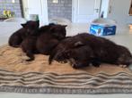 kittens (boerderij), Dieren en Toebehoren, Katten en Kittens | Raskatten | Korthaar, Meerdere dieren, Ontwormd