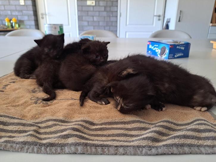 kittens (boerderij), Dieren en Toebehoren, Katten en Kittens | Raskatten | Korthaar, Meerdere dieren, Ontwormd