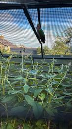 Weggevlogen Groenvleugelduif., Dieren en Toebehoren, Vogels | Overige Vogels, Mannelijk, Tropenvogel