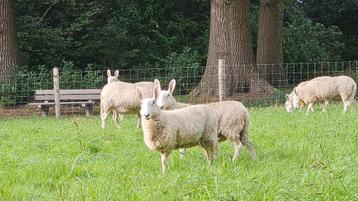 Schapen weide gezocht. Na beweiden met schapen. beschikbaar voor biedingen
