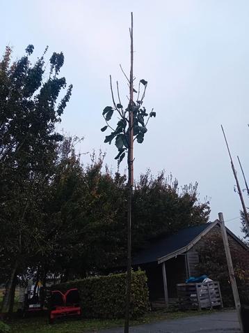 meelbes boom beschikbaar voor biedingen