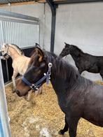 Opfok aangeboden voor 2 merrieveulens, Dieren en Toebehoren, Stalling en Weidegang, Opfok