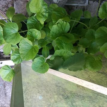 Pompoenplanten beschikbaar voor biedingen
