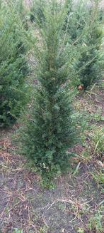 Taxus baccata, Ophalen, Taxus, Haag, Minder dan 100 cm