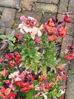 Muurbloem mix Fair Lady, Ophalen of Verzenden, Zaad