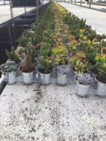 Cactussen/vetplanten mix 8,5 cm compleet met zinken emmer. beschikbaar voor biedingen