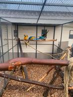 Blauw/gele ara’s, Dieren en Toebehoren, Vogels | Parkieten en Papegaaien, Meerdere dieren, Papegaai