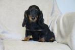 Vrolijke black & tan dwerg Teckel pups, Dieren en Toebehoren, Honden | Teckels en Dashonden, Nederland, Reu, CDV (hondenziekte)