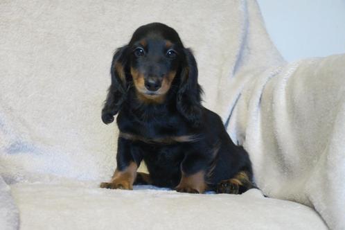 Vrolijke black & tan dwerg Teckel pups, Dieren en Toebehoren, Honden | Teckels en Dashonden, Reu, Langhaar, Dwerg, Fokker | Professioneel