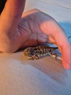 GEZOCHT DWERG BAARDAGAAM GRATIS, Dieren en Toebehoren, Reptielen en Amfibieën, Hagedis