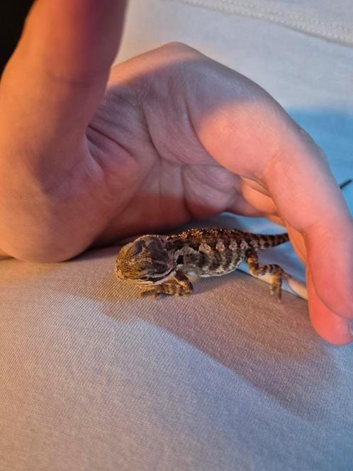 GEZOCHT DWERG BAARDAGAAM GRATIS, Dieren en Toebehoren, Reptielen en Amfibieën, Hagedis