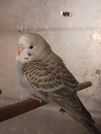 Grasparkiet 8 weken oud, Dieren en Toebehoren, Vogels | Parkieten en Papegaaien, Mannelijk, Parkiet