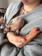 Super tamme Naaktrat ratje vrouw zsm ophalen €8,50, Dieren en Toebehoren, Knaagdieren, Rat, Vrouwelijk, Mei, Tam