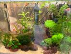 Baby Platy vissen te koop 2,- stuk 10 voor 15,- ACTIE, Dieren en Toebehoren, Vissen | Aquariumvissen, Vis