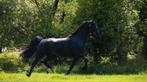 Prachtige 3 jarige merrie fries x tuigpaard!, Merrie