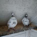 Portugese tuimelaars, Dieren en Toebehoren, Vogels | Duiven, Meerdere dieren, Overige soorten