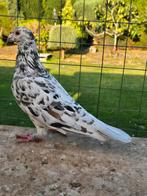 Postduiven duiven te koop, Dieren en Toebehoren, Vogels | Duiven, Meerdere dieren, Postduif