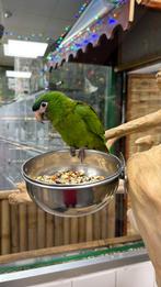 Ara Nobilis, Dieren en Toebehoren, Vogels | Parkieten en Papegaaien, Meerdere dieren, Papegaai, Pratend