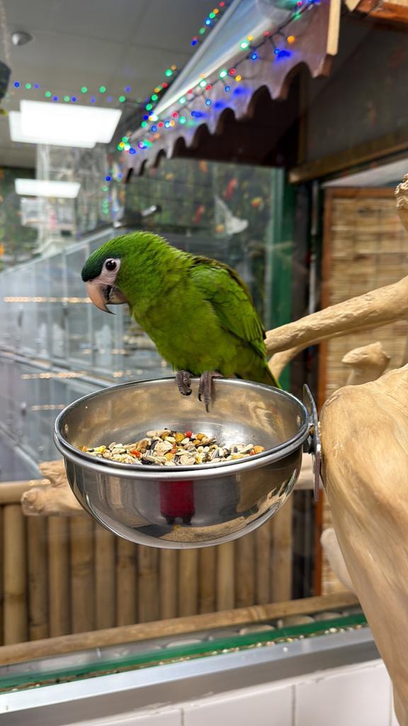 Ara Nobilis, Dieren en Toebehoren, Vogels | Parkieten en Papegaaien, Papegaai, Meerdere dieren, Pratend, Tam, Geringd