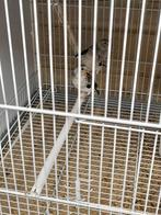 Major Putters 2025, Dieren en Toebehoren, Vogels | Overige Vogels, Meerdere dieren, Wildzangvogel, Geringd