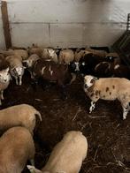 Lammeren, Dieren en Toebehoren, Schapen, Geiten en Varkens, Meerdere dieren, Schaap